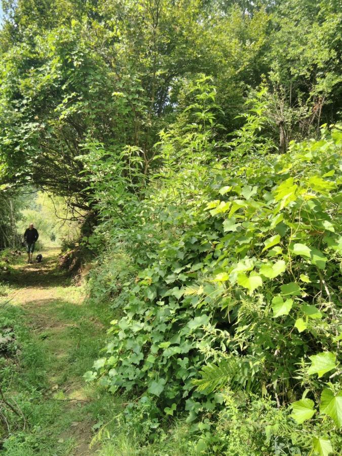 Burzet Grande Tente Tipi En Pleine Foret מראה חיצוני תמונה