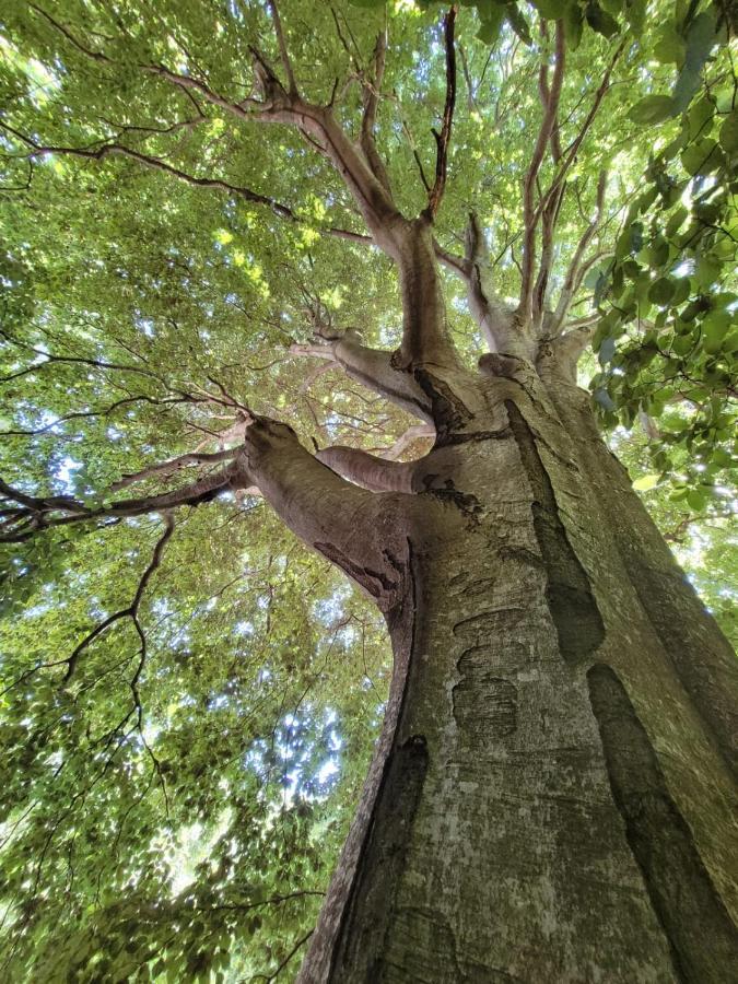 Burzet Grande Tente Tipi En Pleine Foret מראה חיצוני תמונה